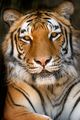Bengal Tiger - animals photo
