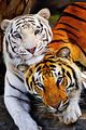 Bengal Tiger - animals photo