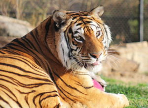 bengalischer tiger, bengal tiger