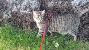 Cat On A Leash