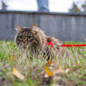Cat On A Leash