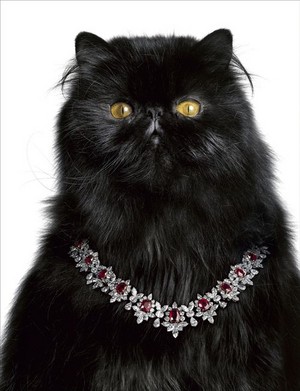 Cat Wearing A Ruby And Diamond Necklace