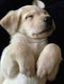 Cute Labrador puppy - random photo