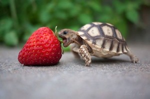  Cute черепаха
