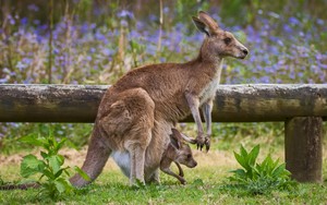  kangaroo, kangaruu with joey