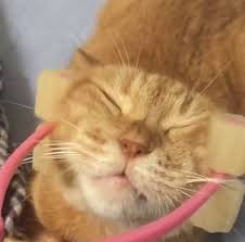  Kitty Massage