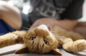  Kitty Massage