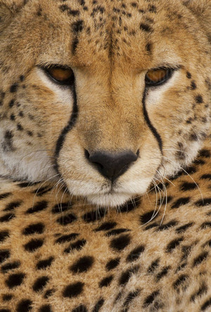  Majestic Cheetah