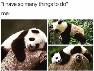  Panda meme time!! 💖🐼