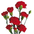 Red Carnations for IWD, Labour Day, or May Day - random photo