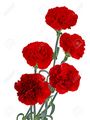 Red Carnations for IWD, Labour Day, or May Day - random photo