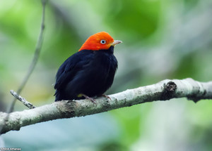  Red-capped Manakin
