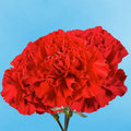 Single Red Carnation for IWD, Labour Day, or May Day - random photo