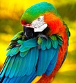 Tropical Birds🐦 - animals photo