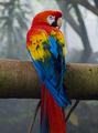 Tropical Birds🐦 - animals photo