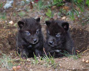  भेड़िया pups