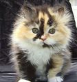 beautiful kitten/ᐠ｡ꞈ｡ᐟ✿\ - animals photo
