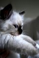 beautiful kitten/ᐠ｡ꞈ｡ᐟ✿\ - animals photo