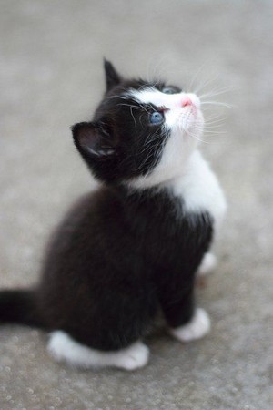 beautiful kitten/ᐠ｡ꞈ｡ᐟ✿\