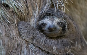 brown throated sloth