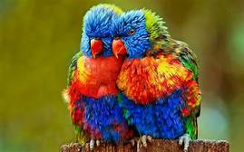 cute colourful animals