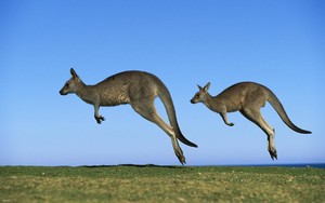  kangaroos