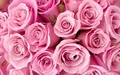 cherl12345-tamara -  Pink Roses wallpaper