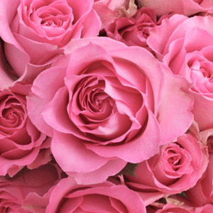  Pink Roses