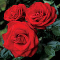 Beautiful Roses - random photo