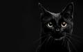 cherl12345-tamara - Black Cat wallpaper