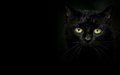 cherl12345-tamara - Black Cat wallpaper