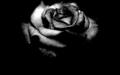 cherl12345-tamara - Black Rose wallpaper