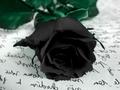 cherl12345-tamara - Black Rose wallpaper