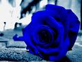 cherl12345-tamara - Blue Rose wallpaper