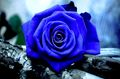 cherl12345-tamara - Blue Rose wallpaper