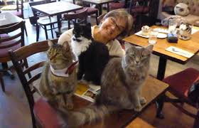  Cat Cafe