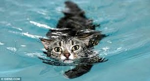 Cat Swimming