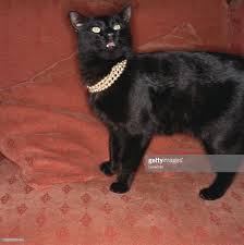 Cat Wearing A Pearl Necklace