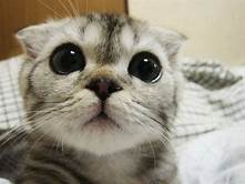 Cats with big eyes
