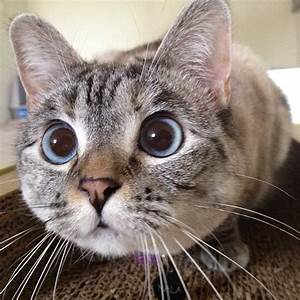 Cats with big eyes