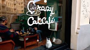  Crazy Cat Cafe