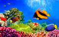 animals - Fish wallpaper