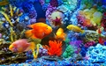 animals - Fish wallpaper