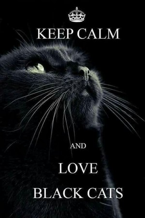  Keep Calm And Liebe Black Katzen