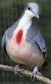 Luzon "Bleeding Heart" Pigeon  - random photo