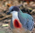 Luzon "Bleeding Heart" Pigeon  - random photo