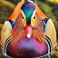 Mandarin duck🌹💖 - animals photo