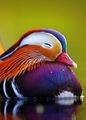 Mandarin duck🌹💖 - animals photo