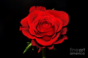  Red Rose