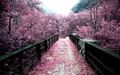 japan - Sakura wallpaper